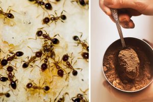 Natural Ways to Get Rid of Ants in Your Garden and House