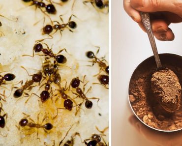 Natural Ways to Get Rid of Ants in Your Garden and House